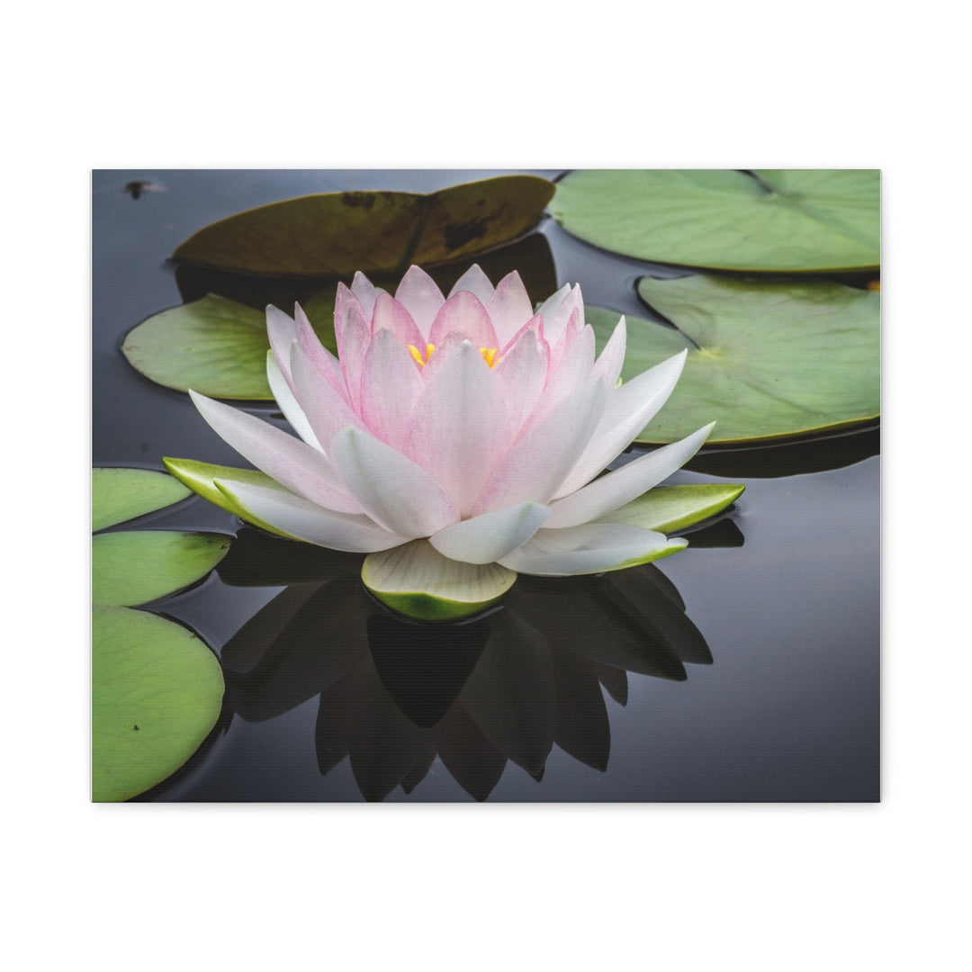 Serene Water Lily - Modern Oasis Sensory Design & Art Studio - Canvas
