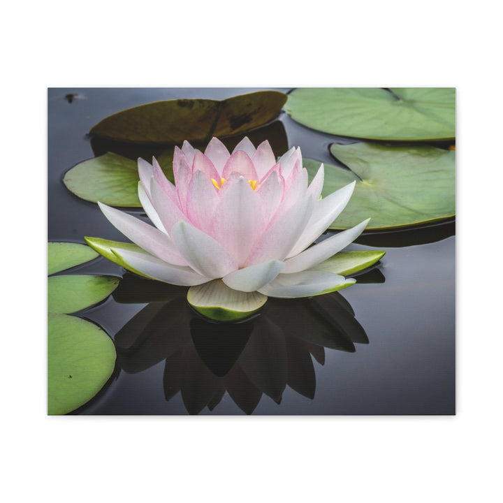 Serene Water Lily - Modern Oasis Sensory Design & Art Studio - Canvas