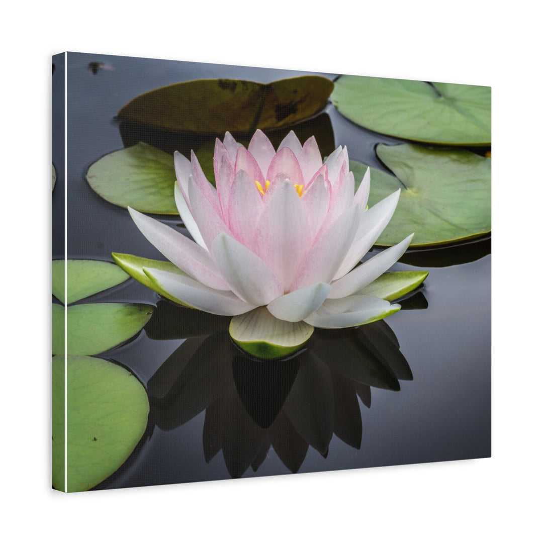 Serene Water Lily - Modern Oasis Sensory Design & Art Studio - Canvas