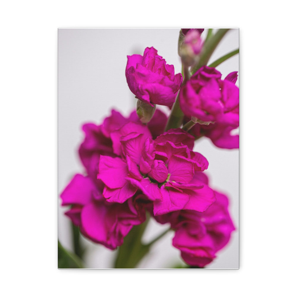 Pink Petal - Modern Oasis Sensory Design & Art Studio - Canvas