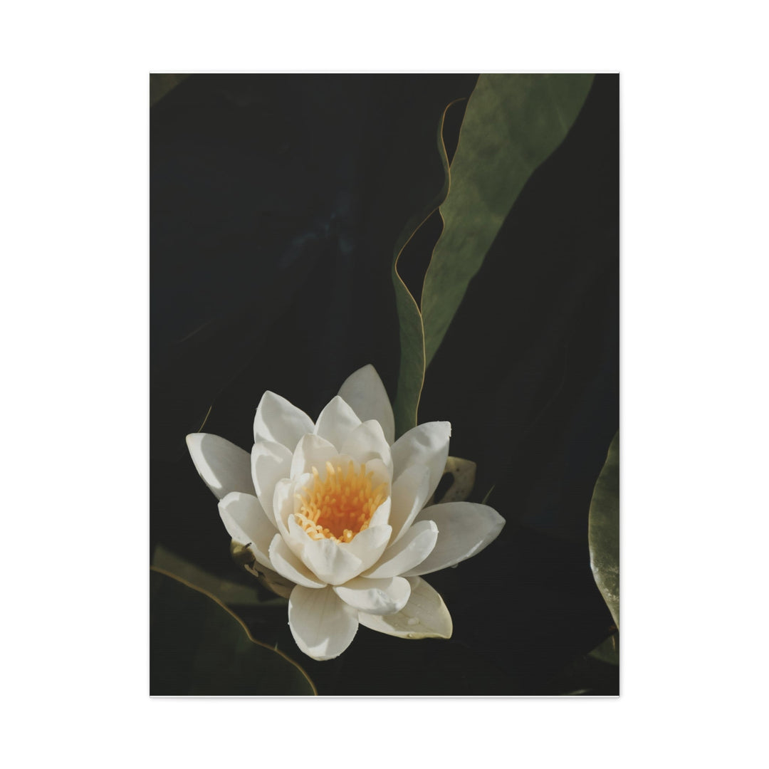 White Lotus - Modern Oasis Sensory Design & Art Studio - Canvas
