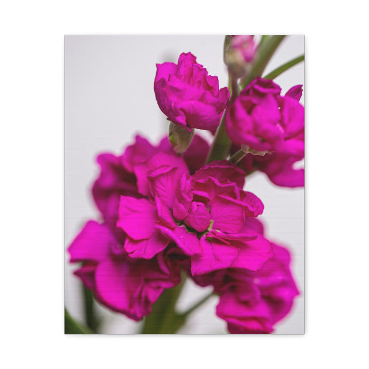 Pink Petal - Modern Oasis Sensory Design & Art Studio - Canvas