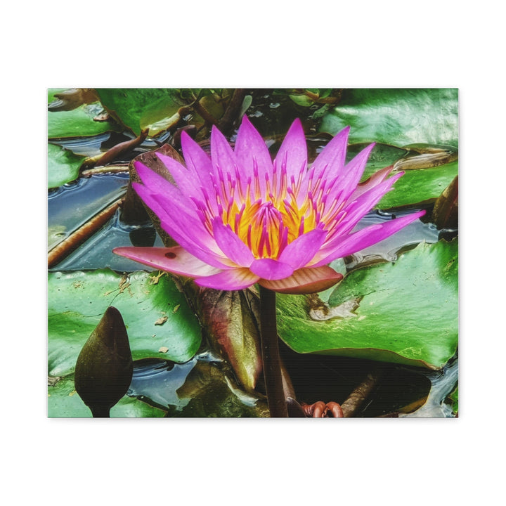 Vibrant Water Lily - Modern Oasis Sensory Design & Art Studio - Canvas