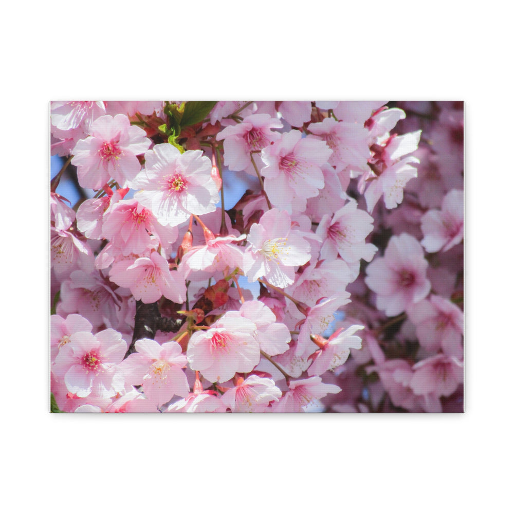 Cherry Blossom - Modern Oasis Sensory Design & Art Studio - Canvas