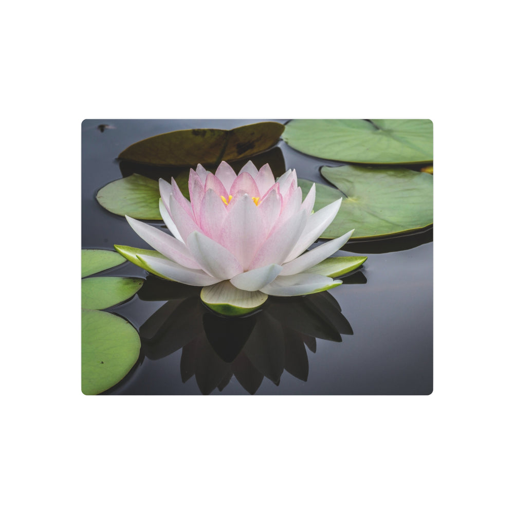 Serene Water Lily Wall Art - Modern Oasis Sensory Design & Art Studio - Home Decor
