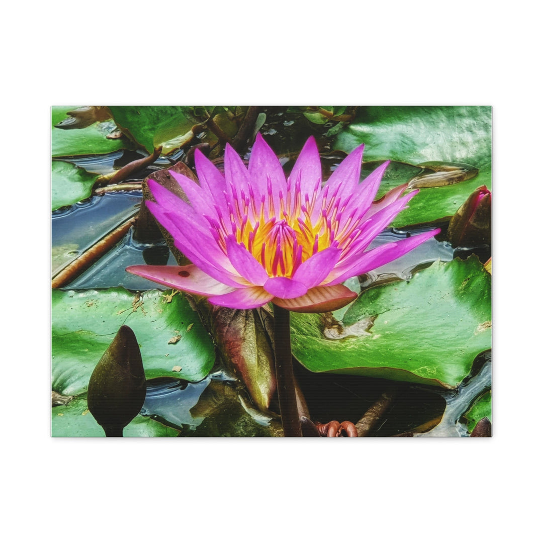 Vibrant Water Lily - Modern Oasis Sensory Design & Art Studio - Canvas