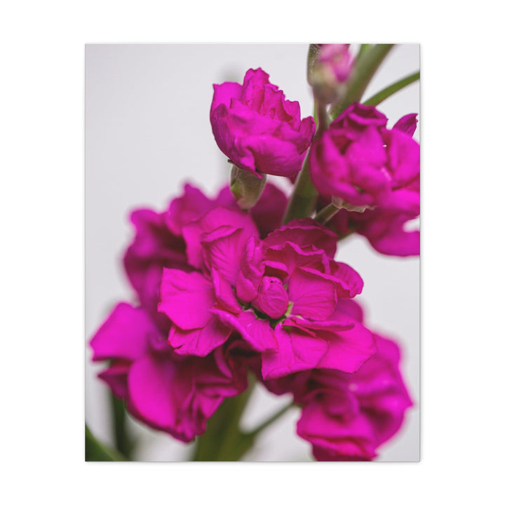 Pink Petal - Modern Oasis Sensory Design & Art Studio - Canvas