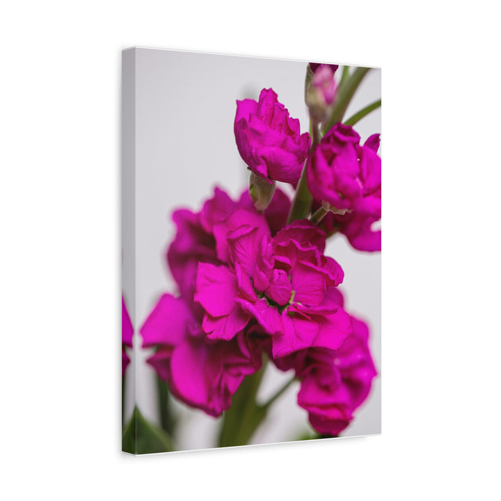 Pink Petal - Modern Oasis Sensory Design & Art Studio - Canvas