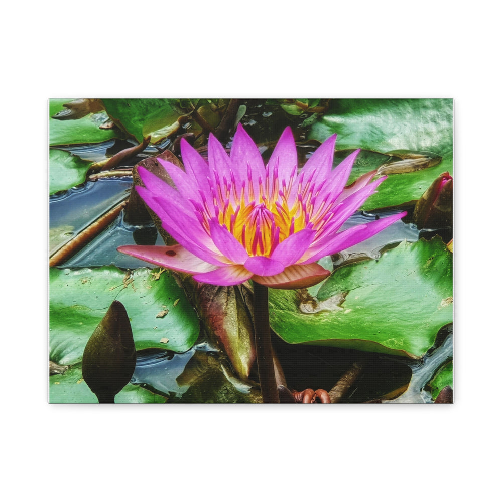Vibrant Water Lily - Modern Oasis Sensory Design & Art Studio - Canvas