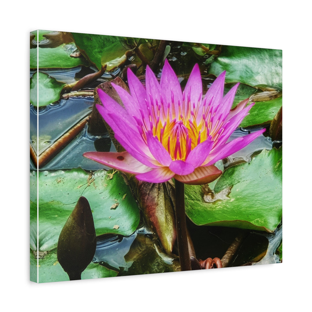 Vibrant Water Lily - Modern Oasis Sensory Design & Art Studio - Canvas