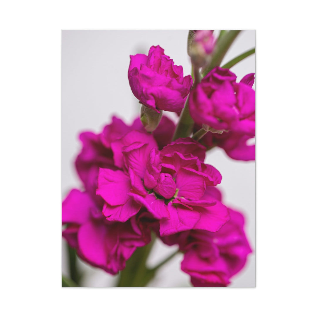Pink Petal - Modern Oasis Sensory Design & Art Studio - Canvas