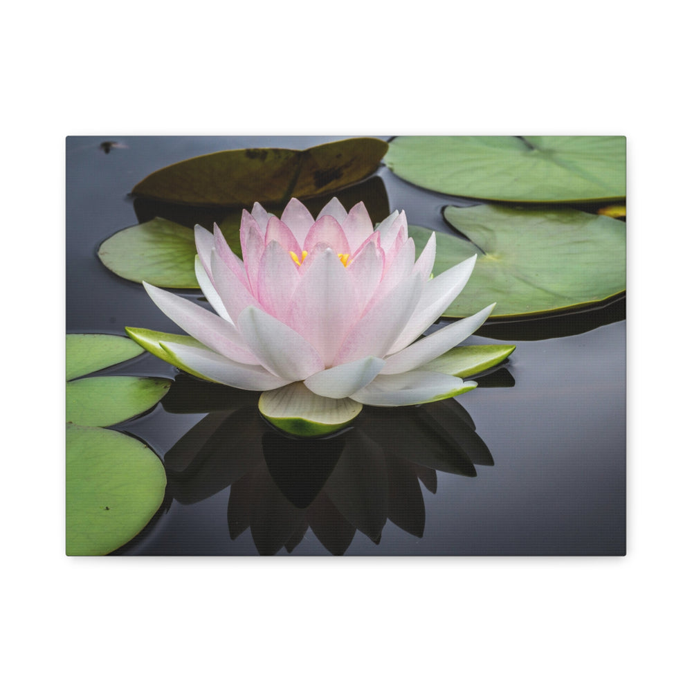 Serene Water Lily - Modern Oasis Sensory Design & Art Studio - Canvas